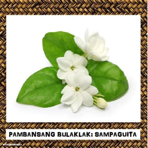 pambansang bulaklak